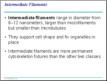 Intermediate Filaments