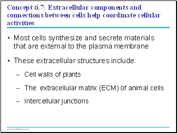 Concept 6.7: Extracellular components and connections between cells help coordinate cellular activities