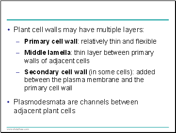 Plant cell walls may have multiple layers: