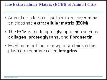 The Extracellular Matrix (ECM) of Animal Cells