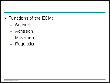 Functions of the ECM: