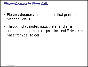 Plasmodesmata in Plant Cells
