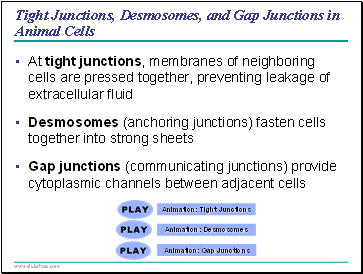 Tight Junctions, Desmosomes, and Gap Junctions in Animal Cells