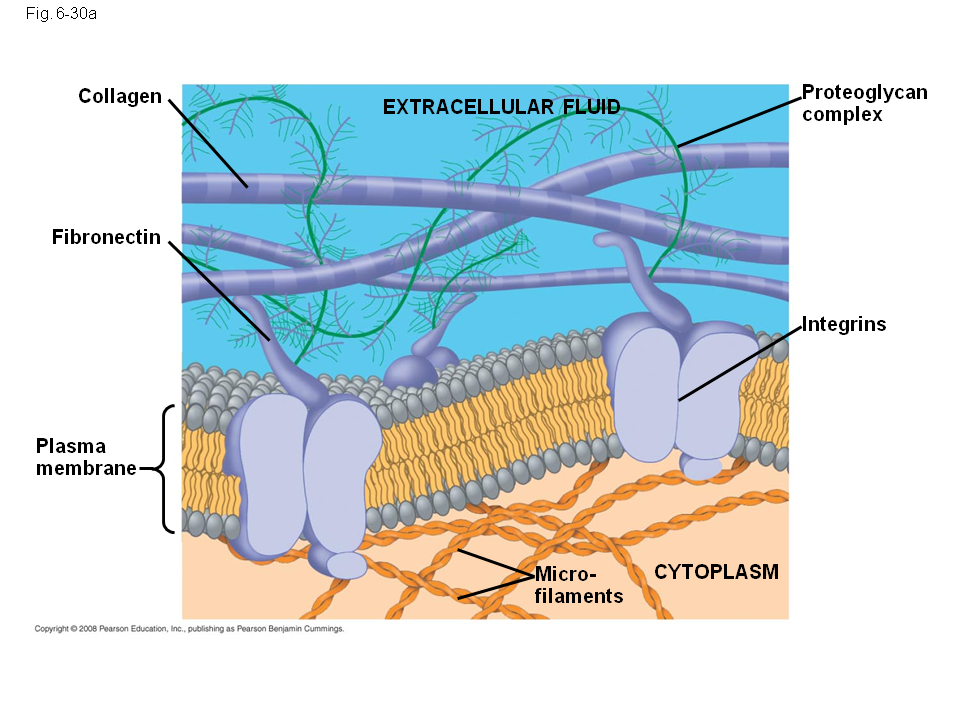 Extracellular Matrix