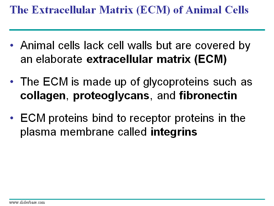 The Extracellular Matrix (ECM) of Animal Cells