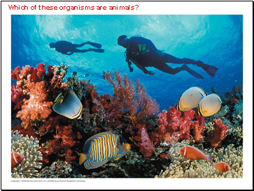 Which of these organisms are animals?