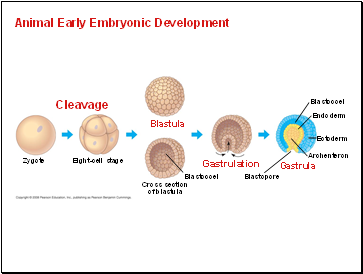 Animal Early Embryonic Development