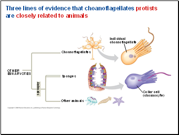 Three lines of evidence that choanoflagellates protists are closely related to animals