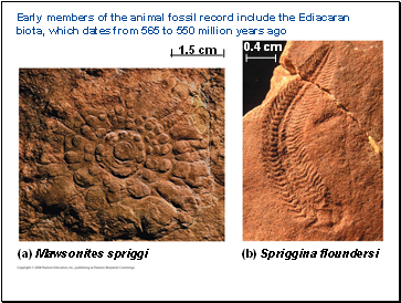 Early members of the animal fossil record include the Ediacaran biota, which dates from 565 to 550 million years ago