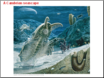 A Cambrian seascape