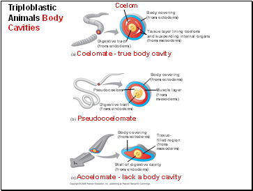 Triploblastic Animals Body Cavities