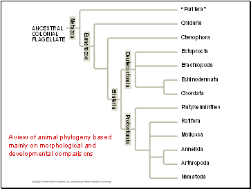 A view of animal phylogeny based mainly on morphological and developmental comparisons