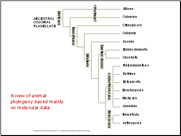 A view of animal phylogeny based mainly on molecular data