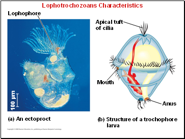 Lophotrochozoans Characteristics