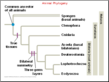 Animal Phylogeny