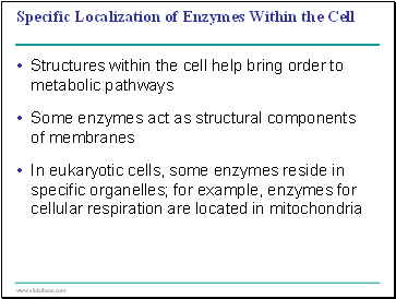 Specific Localization of Enzymes Within the Cell