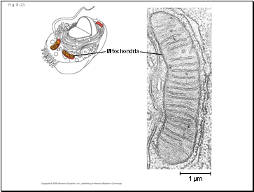 Fig. 8-23