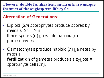 Flowers, double fertilization, and fruits are unique features of the angiosperm life cycle