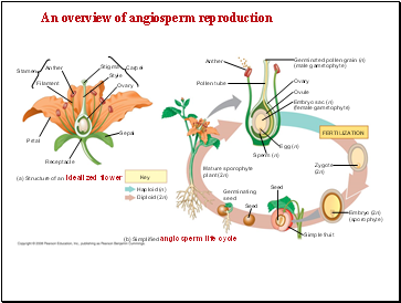 Stamen