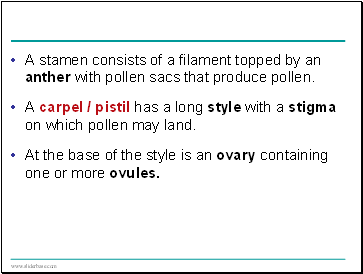 A stamen consists of a filament topped by an anther with pollen sacs that produce pollen.