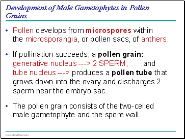 Development of Male Gametophytes in Pollen Grains