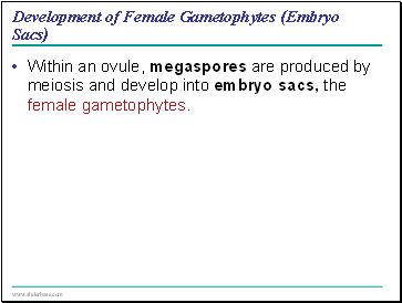 Development of Female Gametophytes (Embryo Sacs)