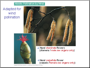 Abiotic Pollination by Wind