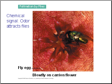Pollination by Flies