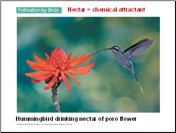 Nectar = chemical attractant
