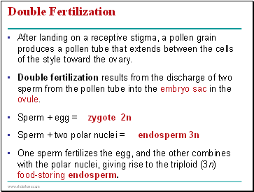 Double Fertilization