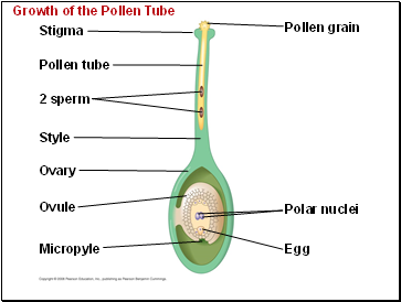 Growth of the Pollen Tube