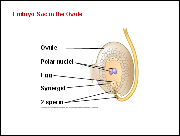 Embryo Sac in the Ovule