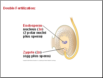 Double Fertilization: