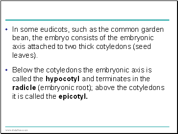 In some eudicots, such as the common garden bean, the embryo consists of the embryonic axis attached to two thick cotyledons (seed leaves).