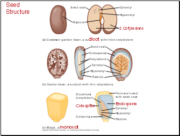 Seed Structure