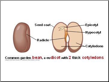 Epicotyl