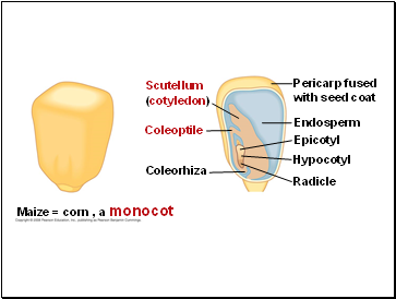 Maize = corn , a monocot