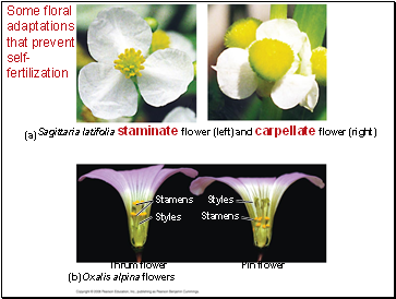Some floral adaptations that prevent self-fertilization