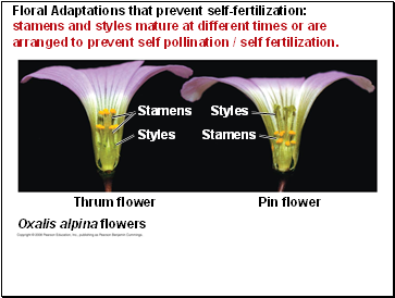 Floral Adaptations that prevent self-fertilization: stamens and styles mature at different times or are arranged to prevent self pollination / self fertilization.