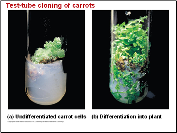 Test-tube cloning of carrots