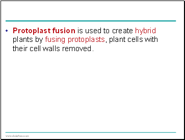 Protoplast fusion is used to create hybrid plants by fusing protoplasts, plant cells with their cell walls removed.