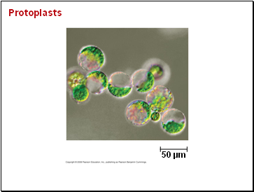 Protoplasts