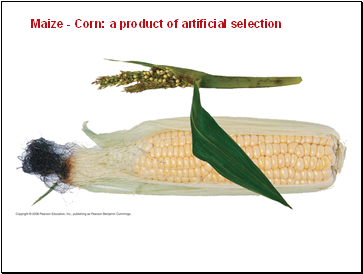 Maize - Corn: a product of artificial selection