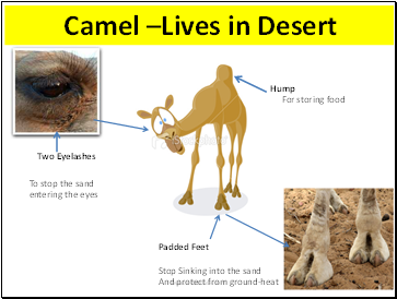 Camel –Lives in Desert