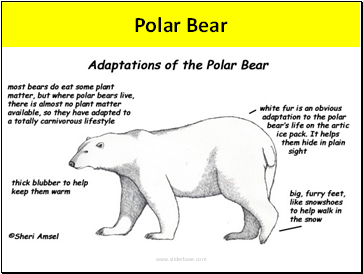 Polar Bear