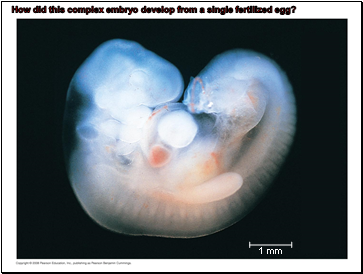 How did this complex embryo develop from a single fertilized egg?