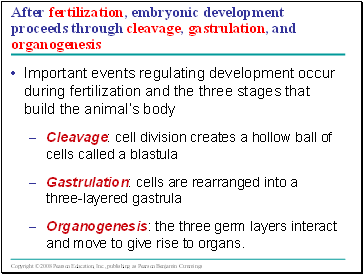 After fertilization, embryonic development proceeds through cleavage, gastrulation, and organogenesis