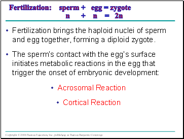 Fertilization: sperm + egg = zygote n + n = 2n