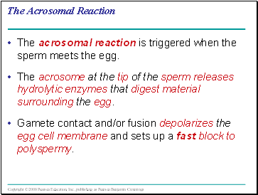 The Acrosomal Reaction