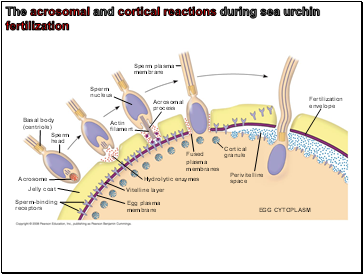 The acrosomal and cortical reactions during sea urchin fertilization
